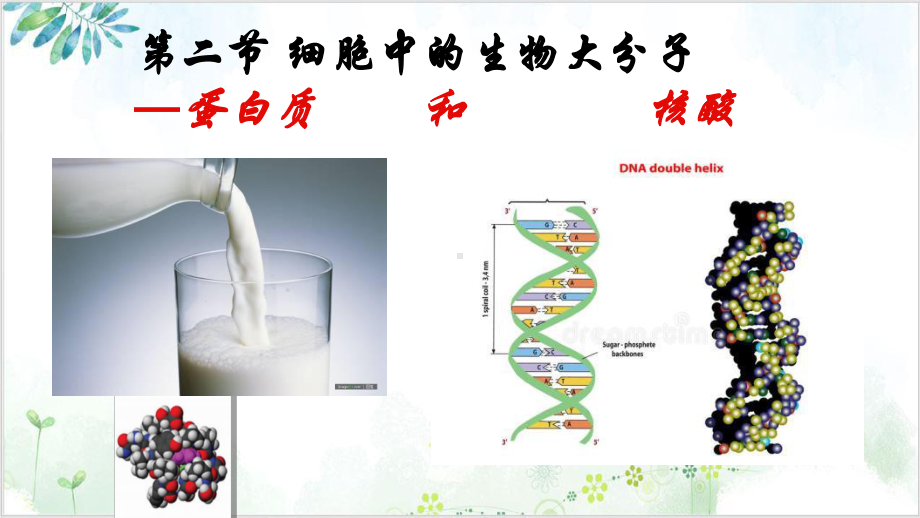 细胞中的生物大分子-蛋白质和核酸(46张)-优秀课件.pptx_第1页