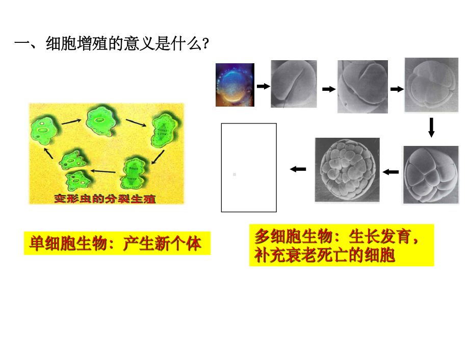 高中生物必修一-细胞分裂-课件.ppt_第2页