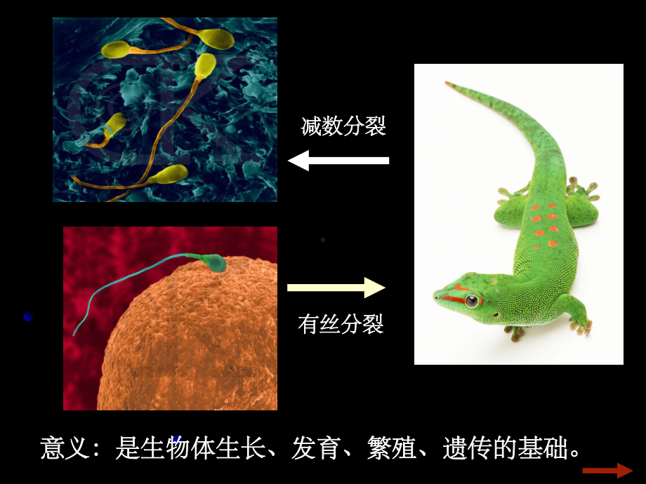 高中生物必修一-细胞分裂-课件.ppt_第3页