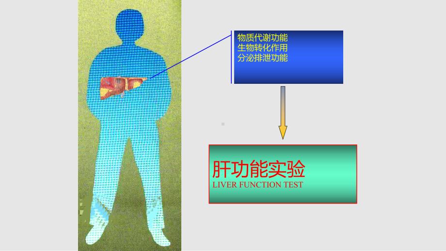 肝脏血清酶学检查课件.pptx_第2页