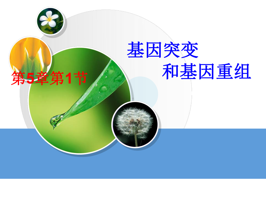 第五章第一节基因突变和基因重组(优质课)课件.ppt_第1页