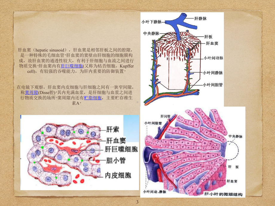 肝窦阻塞综合征课件.pptx_第3页