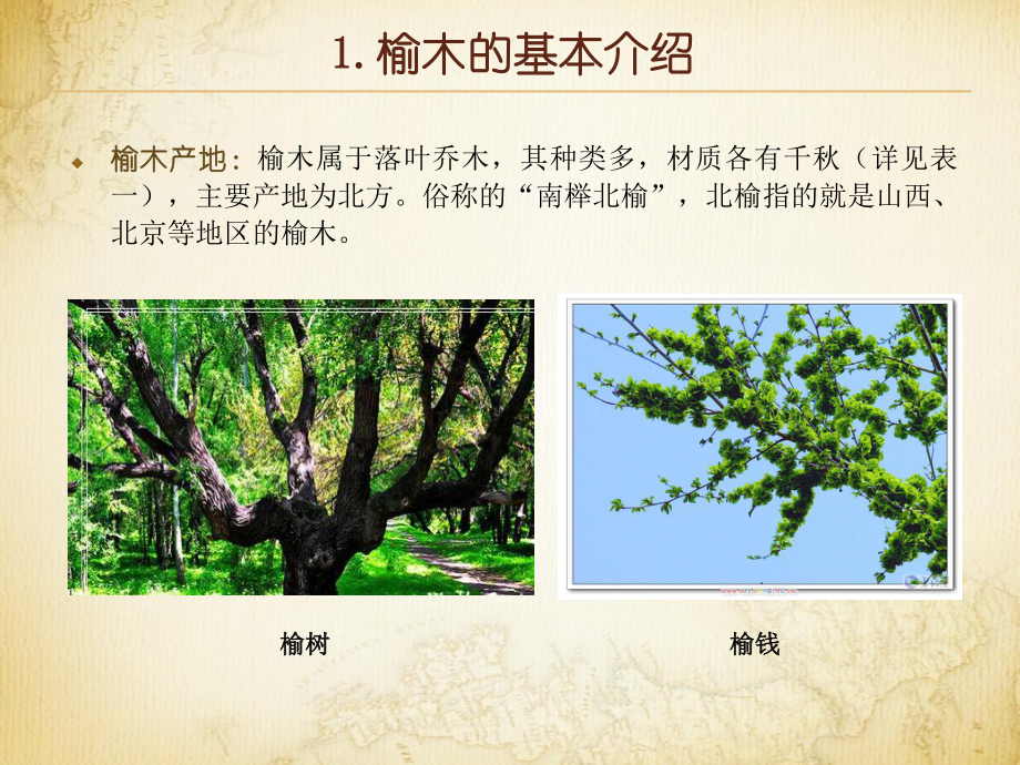 榆木及其构造特性课件.ppt_第3页