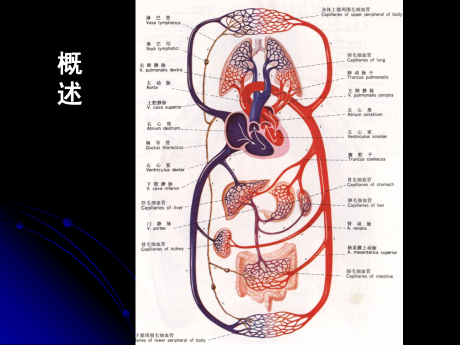 病理学-第三章-局部血液循环障碍课件.ppt_第2页