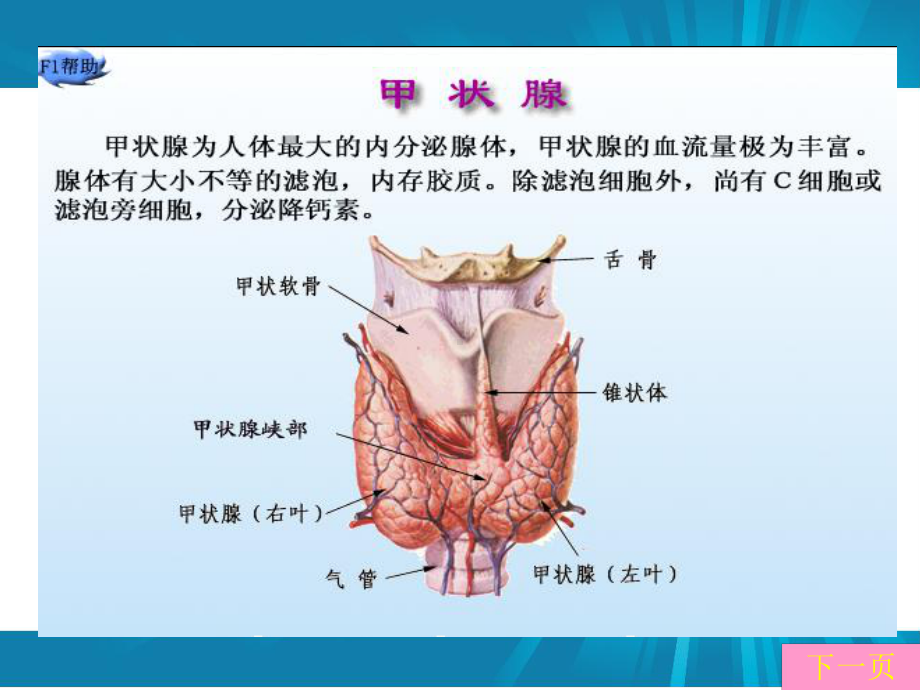 甲状腺功能亢进症患者的护理课件.ppt_第3页