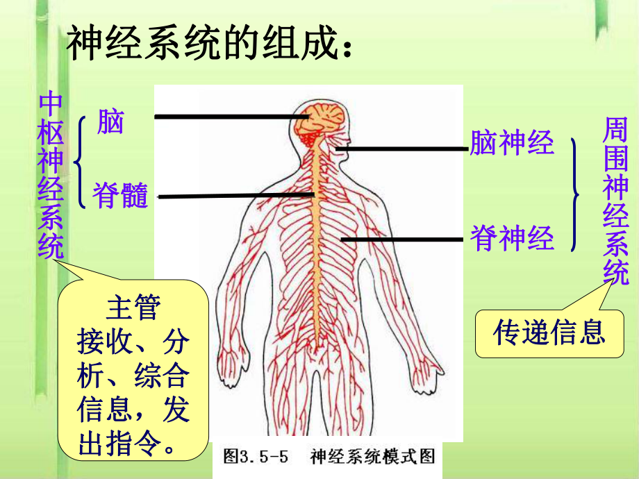 神经调节的结构基础课件5-课件.ppt_第2页