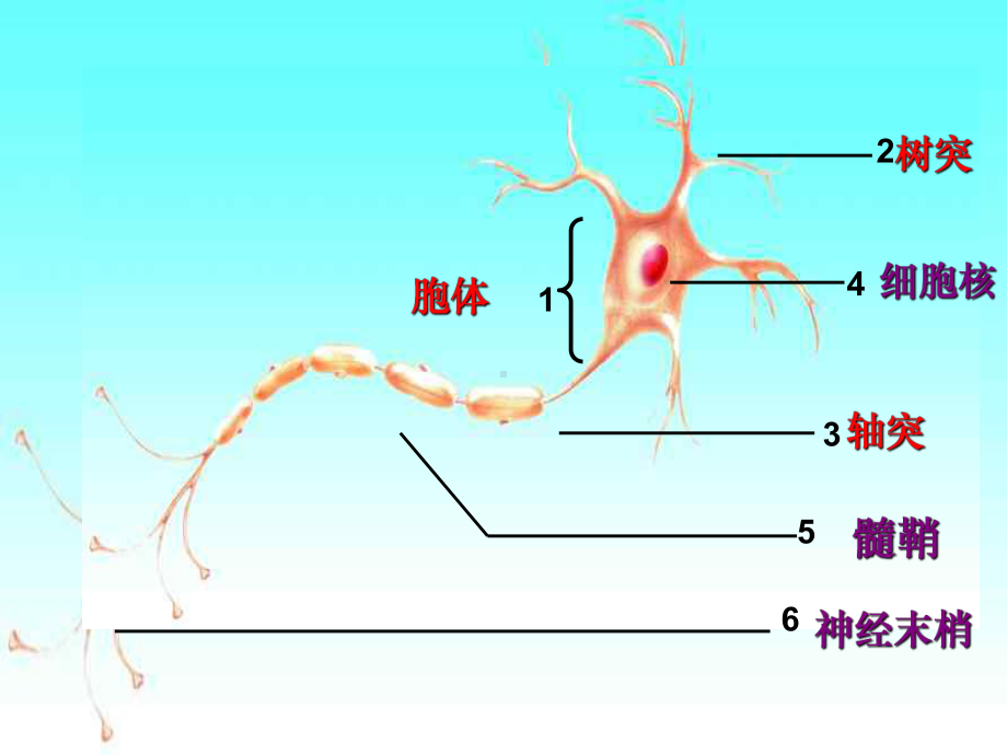 神经调节的结构基础课件5-课件.ppt_第3页