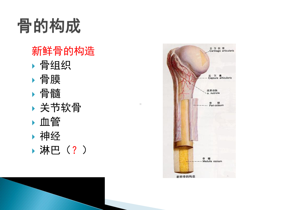 骨的生物力学特性及应用课件.pptx_第3页