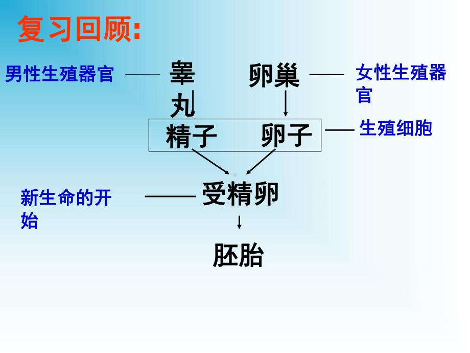 胚胎在母体内的成长-课件.pptx_第2页