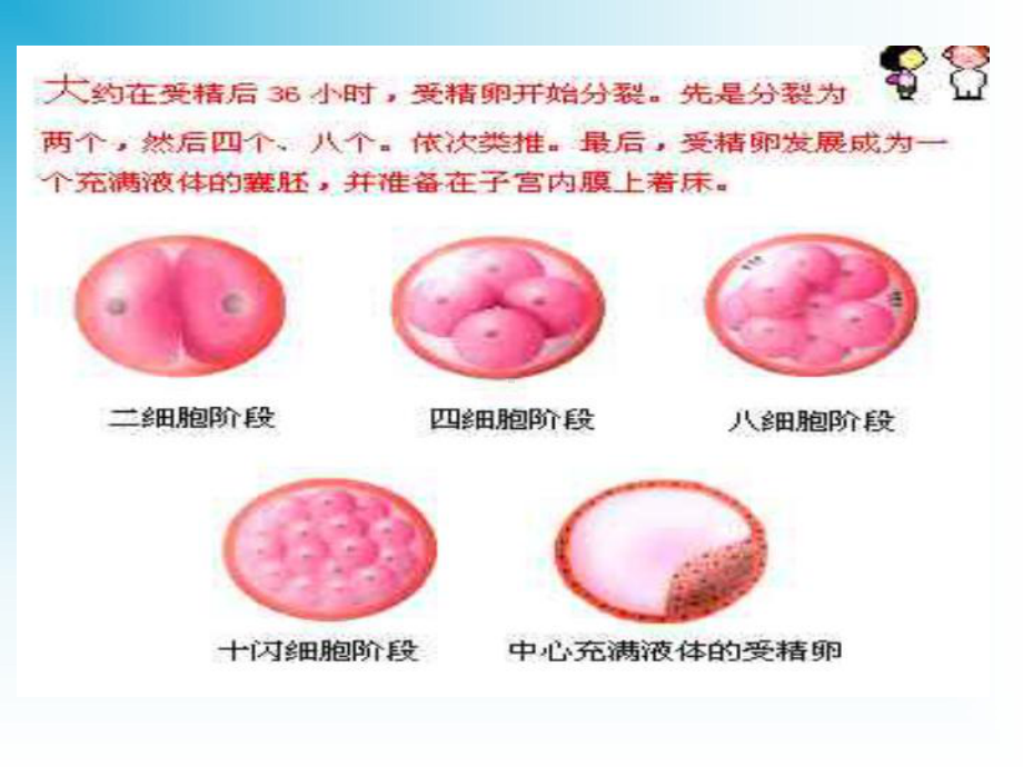 胚胎在母体内的成长-课件.pptx_第3页