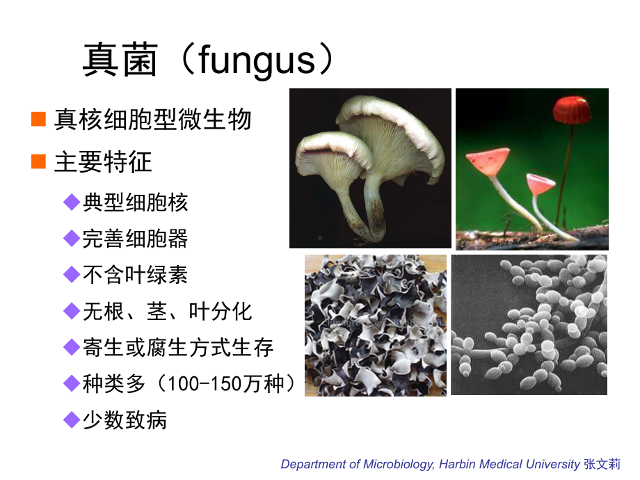 第9章-真菌概述课件.ppt_第2页