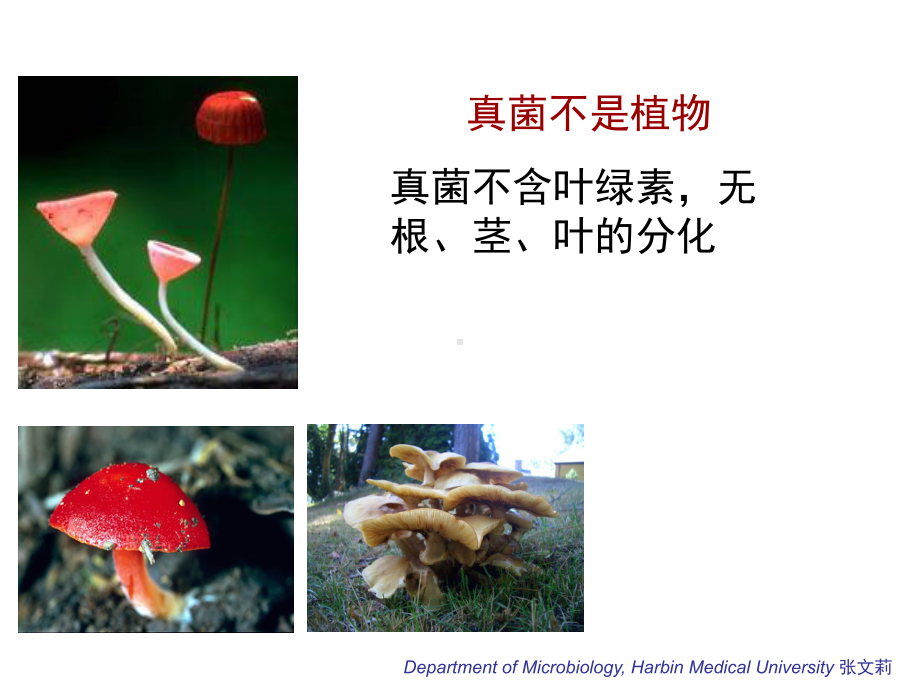 第9章-真菌概述课件.ppt_第3页