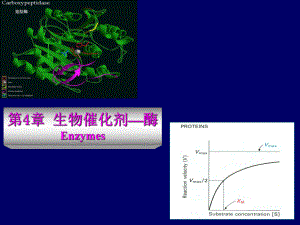 酶-生物催化剂课件.ppt