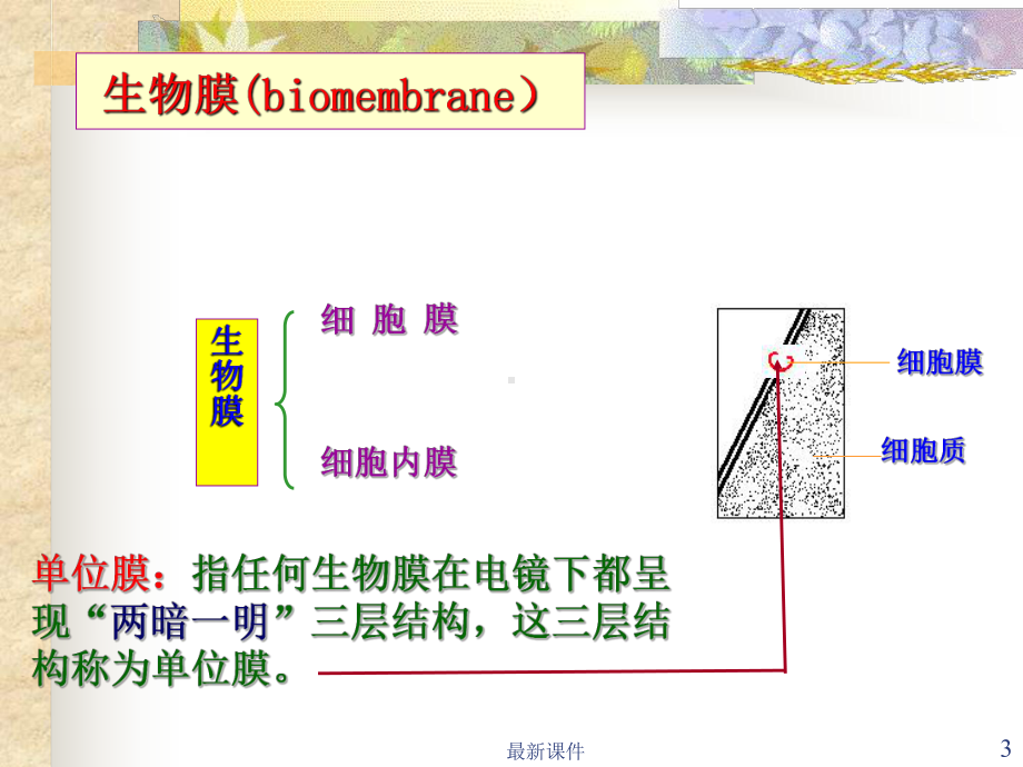 细胞膜与物质的跨膜运输课件.ppt_第3页