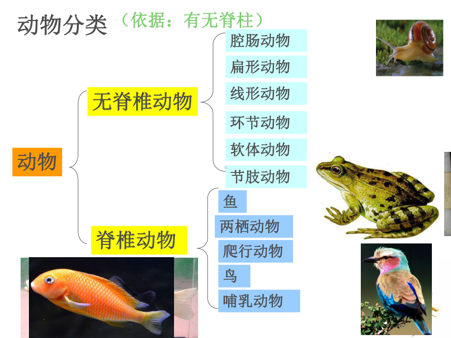 第四节鱼-课件.ppt_第1页