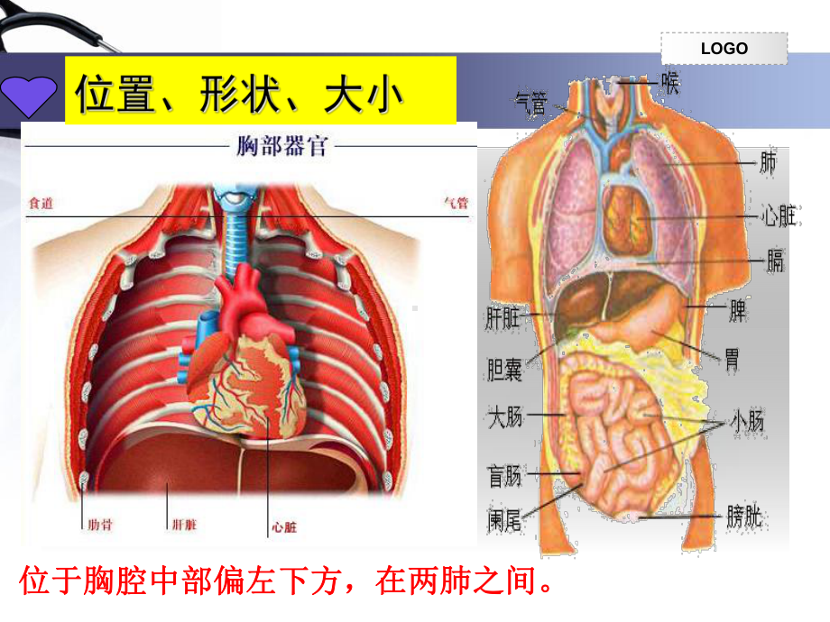 第三节输送血液的泵-心脏完整版课件.ppt_第3页