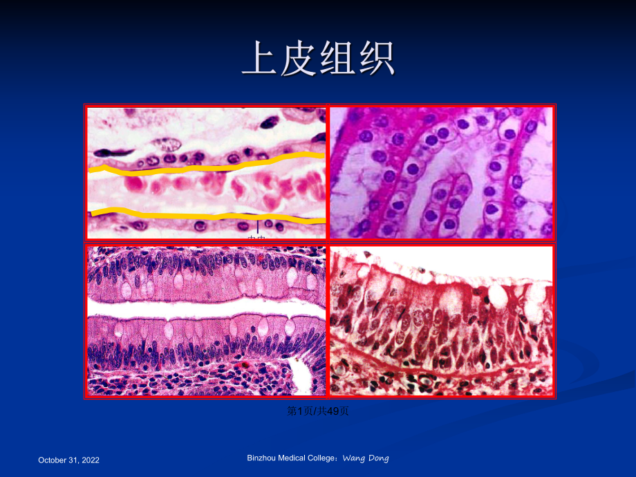 结缔组织滨州医学院组织学与胚胎学教案课件.pptx_第2页