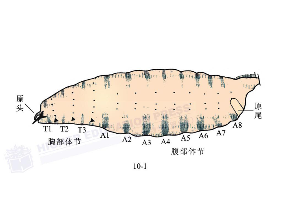 第十章果蝇胚轴形成课件.ppt_第3页