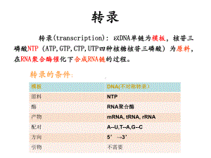 脱氧核糖核酸转录课件.ppt