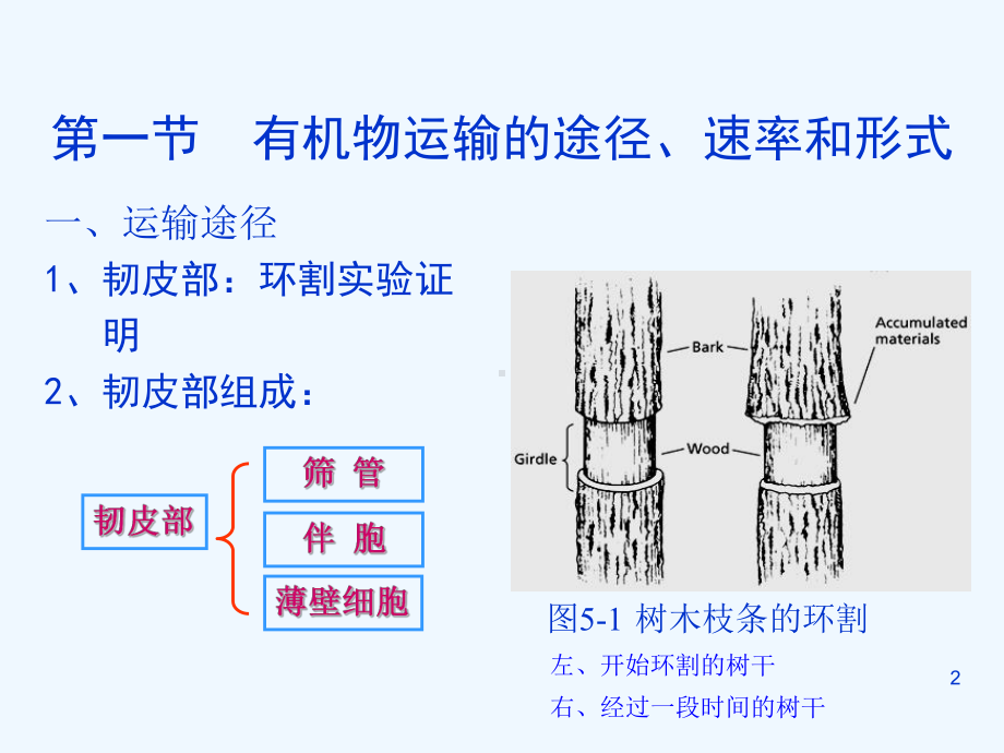 植物体内同化物运输与分配课件.ppt_第2页