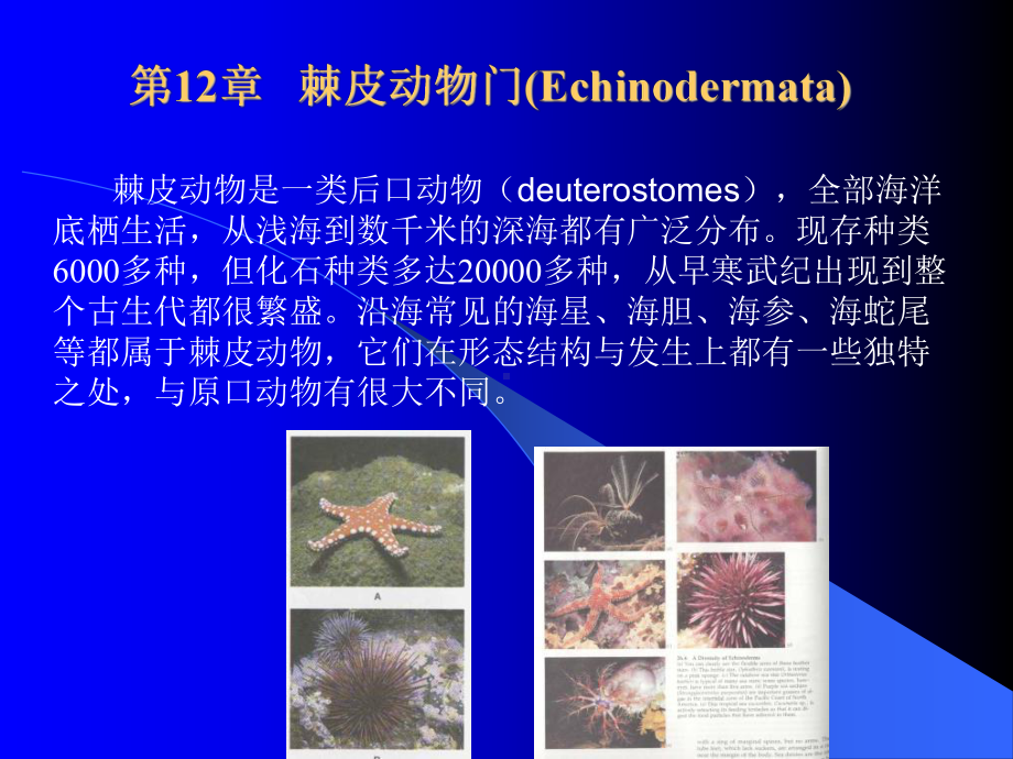 第12章棘皮动物门课件.ppt_第1页