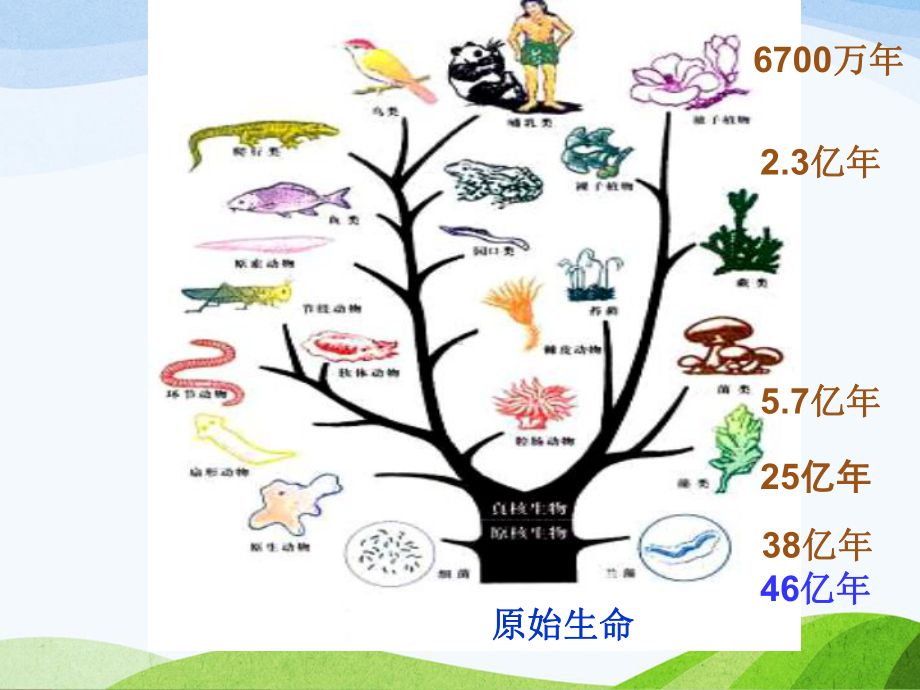 现代生物进化理论的由来22-人教课标版课件.ppt_第2页