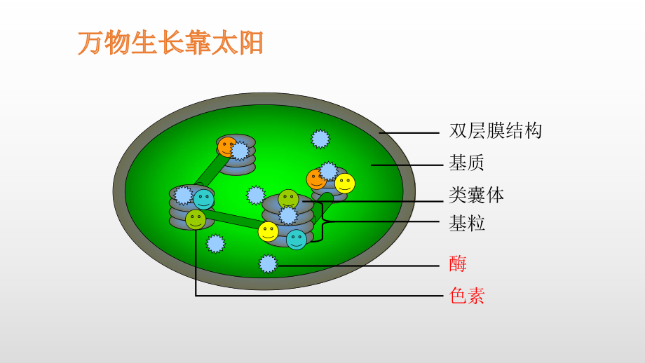 能量之源-光与光合作用(共13张)课件.pptx_第2页