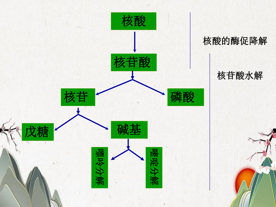 核酸的酶促降解及核苷酸代谢课件.pptx_第2页