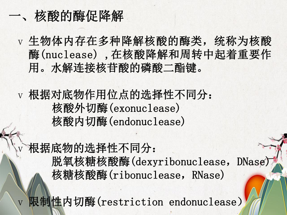 核酸的酶促降解及核苷酸代谢课件.pptx_第3页