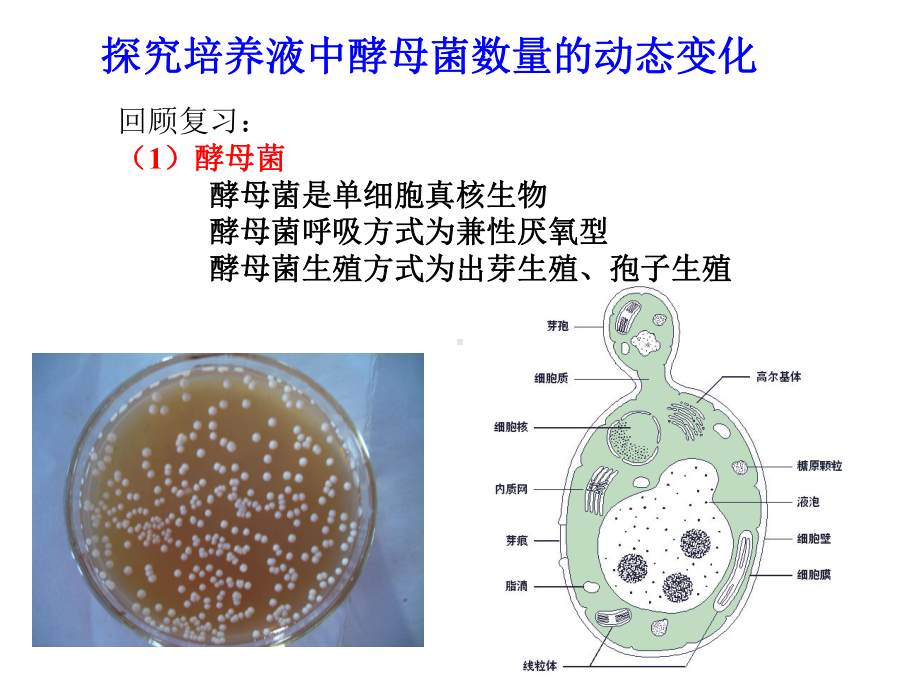 酵母菌的培养课件.ppt_第1页