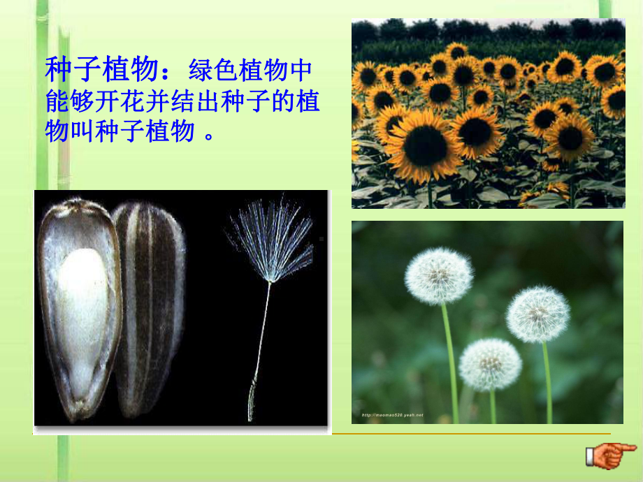 种子植物课件7-人教版.ppt_第2页