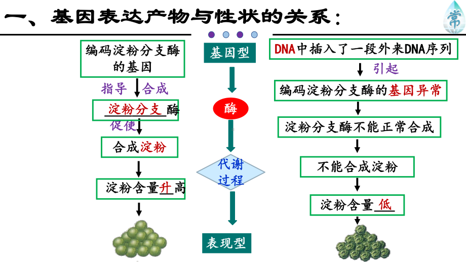 第二节基因表达与性状的关系优质公开课课件.pptx_第3页