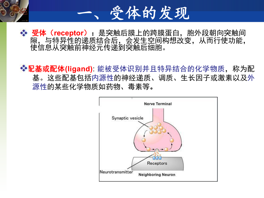 神经生物学-受体课件.ppt_第2页