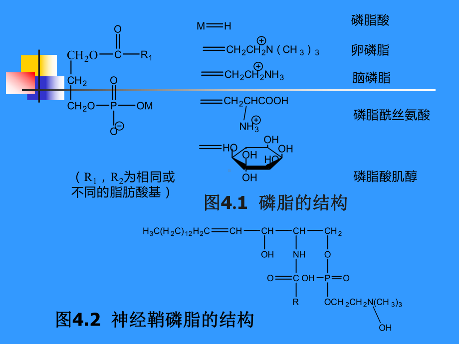 食品化学迟玉洁4课件.ppt_第3页