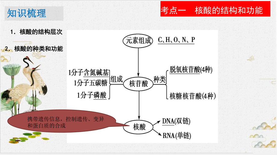 高考一轮复习《-核酸糖类和脂质》教学课件-.pptx_第3页