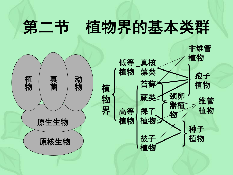 第十章植物界的基本类群高等植物课件.ppt_第2页