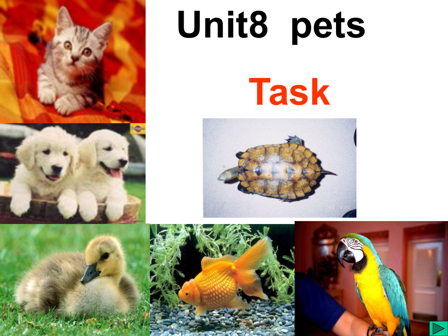 苏教牛津译林版英语7BUnit8-Pets-Task课件.ppt--（课件中不含音视频）_第1页