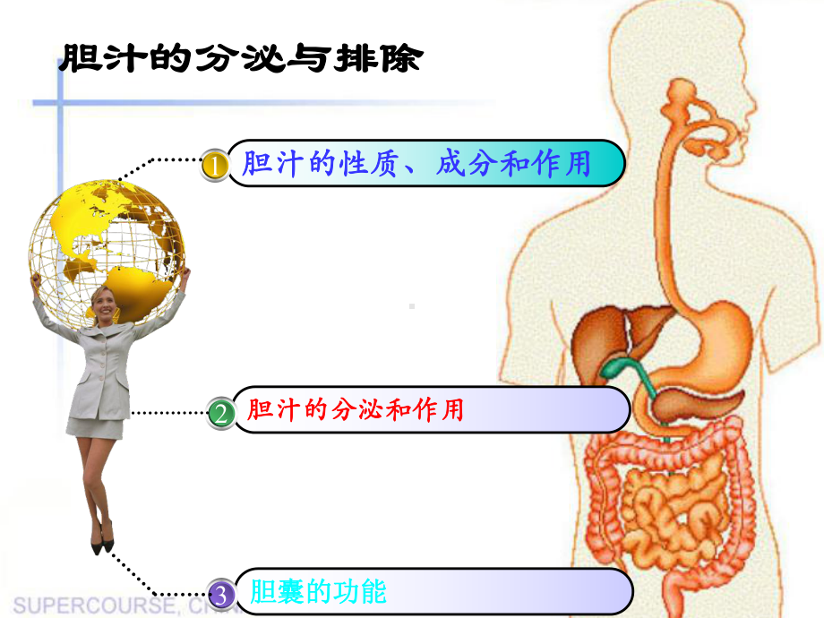 胆汁的分泌和排出课件.ppt_第3页