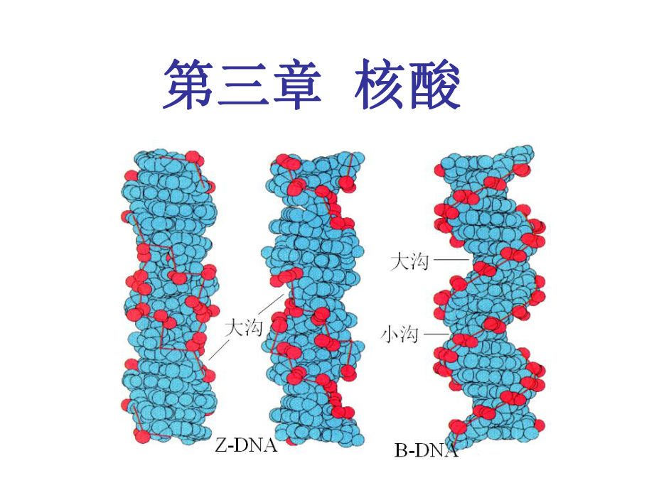 第三章(总)-核酸课件.ppt_第1页