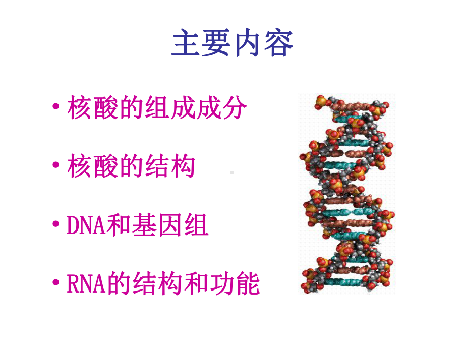 第三章(总)-核酸课件.ppt_第2页