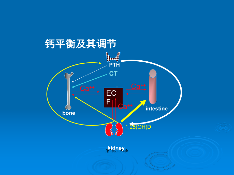 骨软化症的诊断和治疗教案课件.pptx_第3页