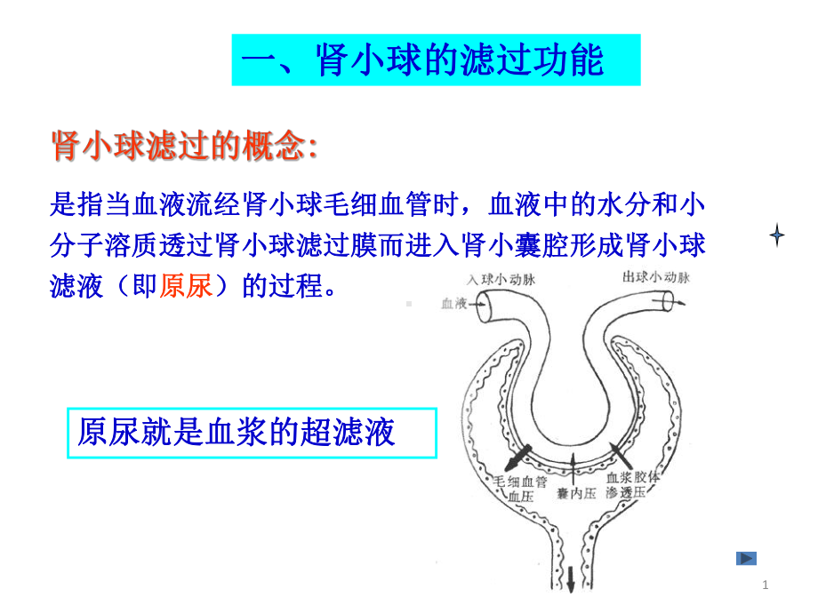 肾小球滤过功能-课件.pptx_第1页