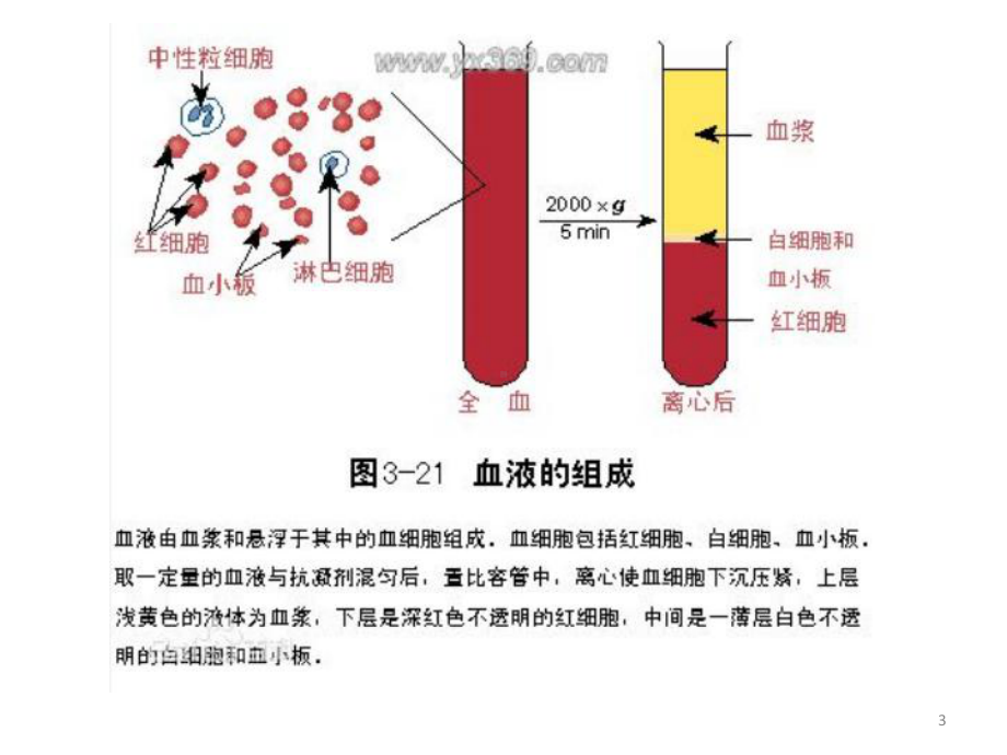 肾小球滤过功能-课件.pptx_第3页