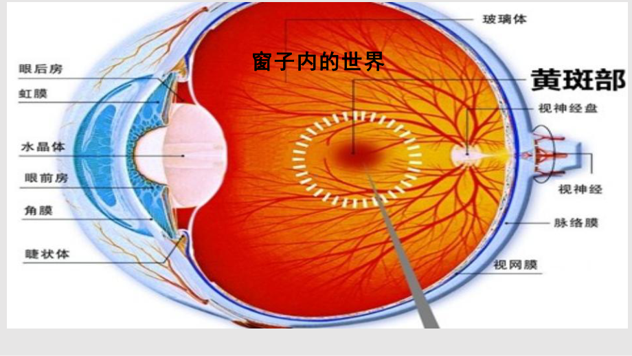 眼科会诊课件.pptx_第3页