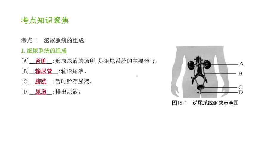 浙教版科学中考复习：人体内废物的排出-(共28张)课件.pptx_第3页