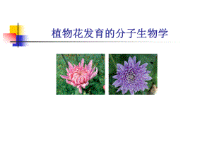 花发育分子生物学课件.ppt