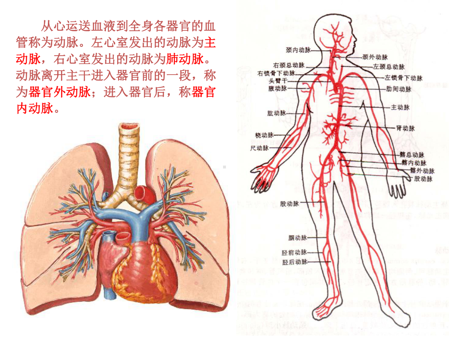 系统解剖学动脉课件.ppt_第2页