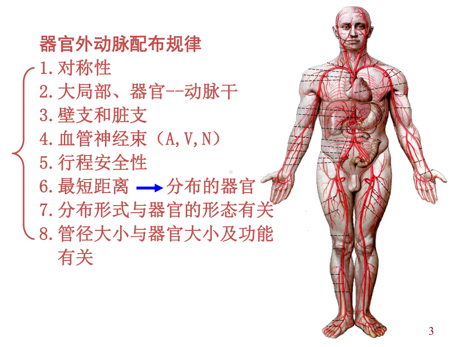 系统解剖学动脉课件.ppt_第3页