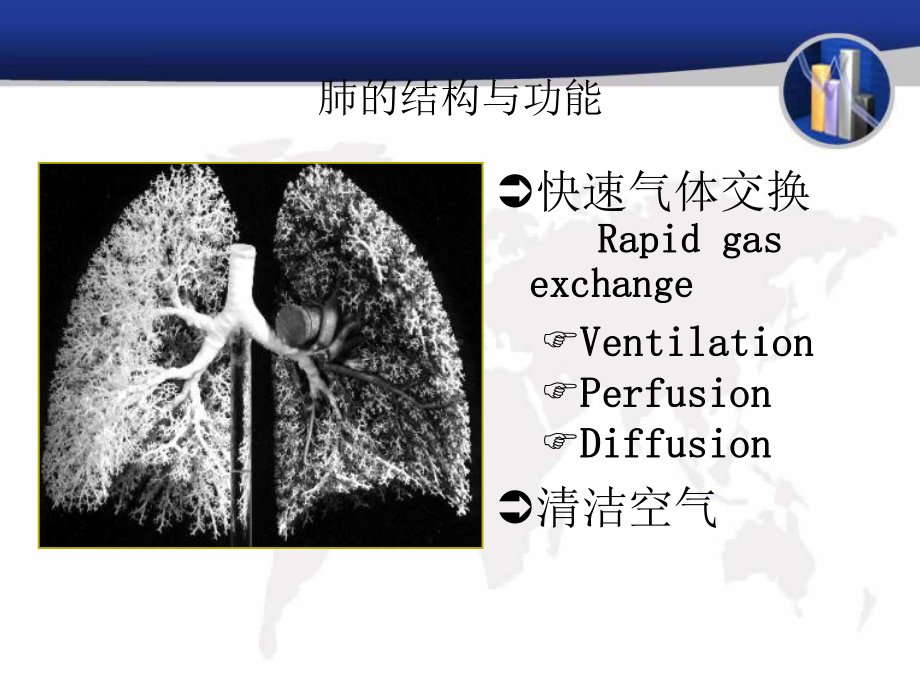 病理学-呼吸系统课件.ppt_第3页