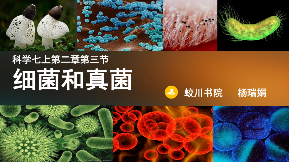 第一节-细菌和真菌的分布课件.ppt_第1页